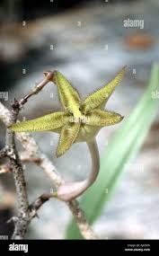 Image result for Ceropegia cimiciodora