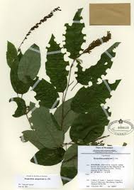 Image result for Ophrestia