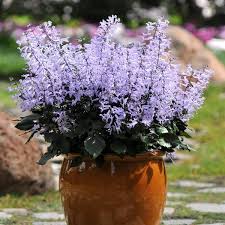 Image result for Plectranthus