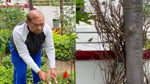 Sparrow's breeding season is over. The children born in this season have also become independent. | पूर्व डीजीपी भाजपा सांसद बृजलाल की बगिया में फिर चहचहाए गौरैया के बच्चे | News Track