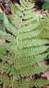 Image result for Athyrium newtonii