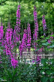 Image result for Lythraceae