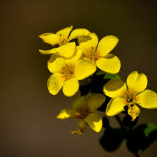 Image result for Sebaea brachyphylla