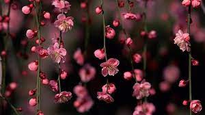 Laptop Image Click Here To Download Wallpaper Hd Nature Download Wallpaper Hd Nature Flower Desktop Wallpaper Spring Flowers Wallpaper Pink Flowers Wallpaper