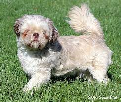 Check spelling or type a new query. Bedford Va Shih Tzu Meet Chewy A Pet For Adoption