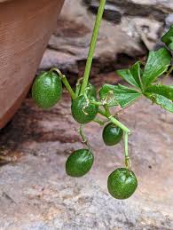 Image result for Cyphostemma quinatum