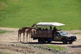 San Diego Zoo Safari Park Tips For Amazing Animal Adventures San Diego Zoo Safari Park San Diego Zoo Safari Park