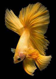 Premium live betta fish : Pin By Andrea Miles On Animals Betta Fish Types Betta Fish Betta