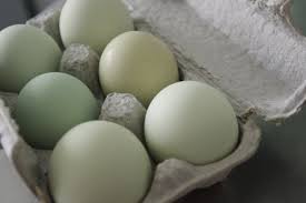 Blue and green eggs chickens. List Of Australian Chicken Breeds That Lay Blue Eggs Somerzby Pet Products