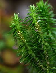 Image result for Lycopodiaceae