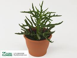 Image result for Kalanchoe laciniata