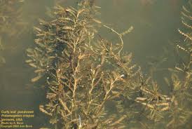 Image result for Potamogeton crispus