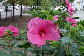 Easy how to make paper flowers tutorial. Hibiscus Moscheutos With Big Pink Flowers In July Stock Photo Picture And Royalty Free Image Image 111196374