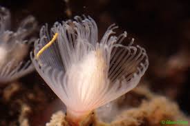 Image result for Belonophora