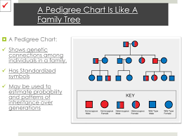 Bellringer Where Are Genes Located Hint Chromosomal Theory