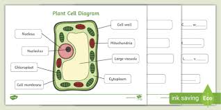 Check spelling or type a new query. Labelled Plant Cell Diagram Handy Worksheets For Children