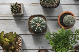 Get the best deals on tropical cactus & succulent plants. 20 Online Plant Shops In Spain To Satisfy Your Green Fingers