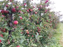 Das ist hier die frage. Im Apfelguck Apfel Pflucken Im Alten Land Ahoikinder