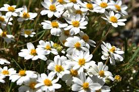 Image result for Bidens