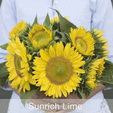 Full Images Flower Aesthetic Flower Clipart Flower Doodles