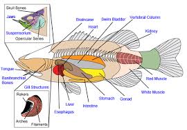 Fish Anatomy Diagrams Fish Anatomy Skull And Bones Fish