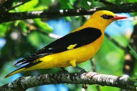 oropendola europea escucha la voz del pajaro bird beautiful birds grackle