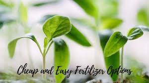 Check spelling or type a new query. Homemade Fertilizers For Houseplants And Gardens 15 Easy To Make Options