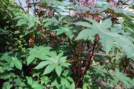 Grosse pflanzen in der wohnung schnell wachsende zimmerpflanzen. Dekorative Schnell Wachsende Warmeliebende Gartenpflanze Mit Grossen Blattern Lizenzfreie Fotos Bilder Und Stock Fotografie Image 66262867