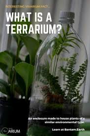 Terrarium Complete Care Guide How To Build Bantam Earth Best Terrarium Plants Terrarium Small Terrarium