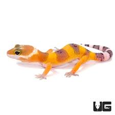 Baby Tangerine Leopard Geckos For Sale Underground Reptiles