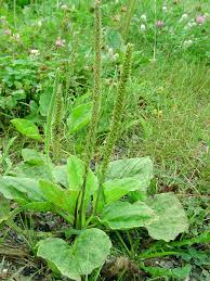 Image result for Plantago palmata