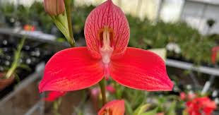Image result for Disa fragrans