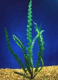 Image result for Aponogeton junceus