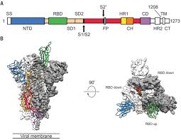 Sap vs oracle which erp software wins in 2020. Cryo Em Structure Of The 2019 Ncov Spike In The Prefusion Conformation Science