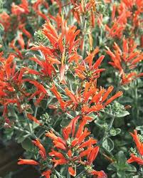 Image result for Dicliptera pumila