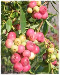 Not suitable for high volume commercial production. Pink Bleuberry Pink Lemonade Sale Plants Online
