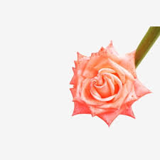 We did not find results for: Light Pink Elegant Rose Flower Png Material Light Pink Elegant Rose Flowers Pink Color Spring Png Transparent Clipart Image And Psd File For Free Download