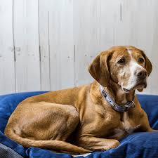 Check spelling or type a new query. Can Dog Beds Be Washed And How Often Should I Wash My Dogs Bed Oscar Hooch