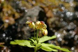 Image result for Isopyrum nipponicum