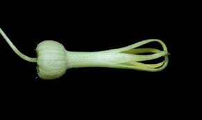 Image result for Riocreuxia