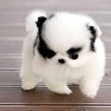 Mini Chien Chien Miniature Spitz Nain Pomeranien Aux Pattes Blanches Animaux Mignons Bebe Animaux Mignon Animaux Adorables