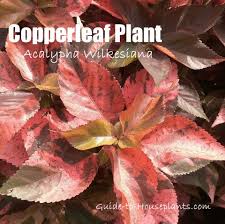 Image result for Acalypha