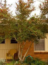 Pride Of Houston Yaupon Holly Small Landscape Trees Xeriscape Small Ornamental Trees
