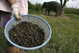 World S Most Expensive Coffee Is Made From Elephant Dung Interesting Unknown Facts