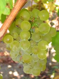 The marlborough sauvignon blanc was our favorite pick, and it's a steal. Sauvignon Blanc Wikipedia