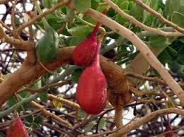 Image result for Capparis cartilaginea