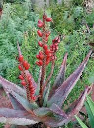 Image result for Alectra orobanchoides