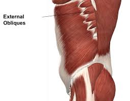 Anatomy of the human rib cage. Muscles Advanced Anatomy 2nd Ed