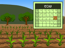 אורבניסטטו בשבט הגיע, אסון לאילנות: ×˜ ×• ×'×©×'×˜ ×'×¨×™×™× ×¤×•×¤ ×™×©×¨××œ