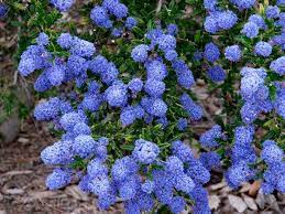 We did not find results for: California Lilac Ceanothus